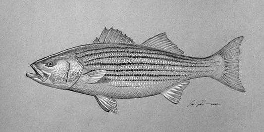 Sweepstakes Prize #9 - Striped Bass original print by Garrison Doctor